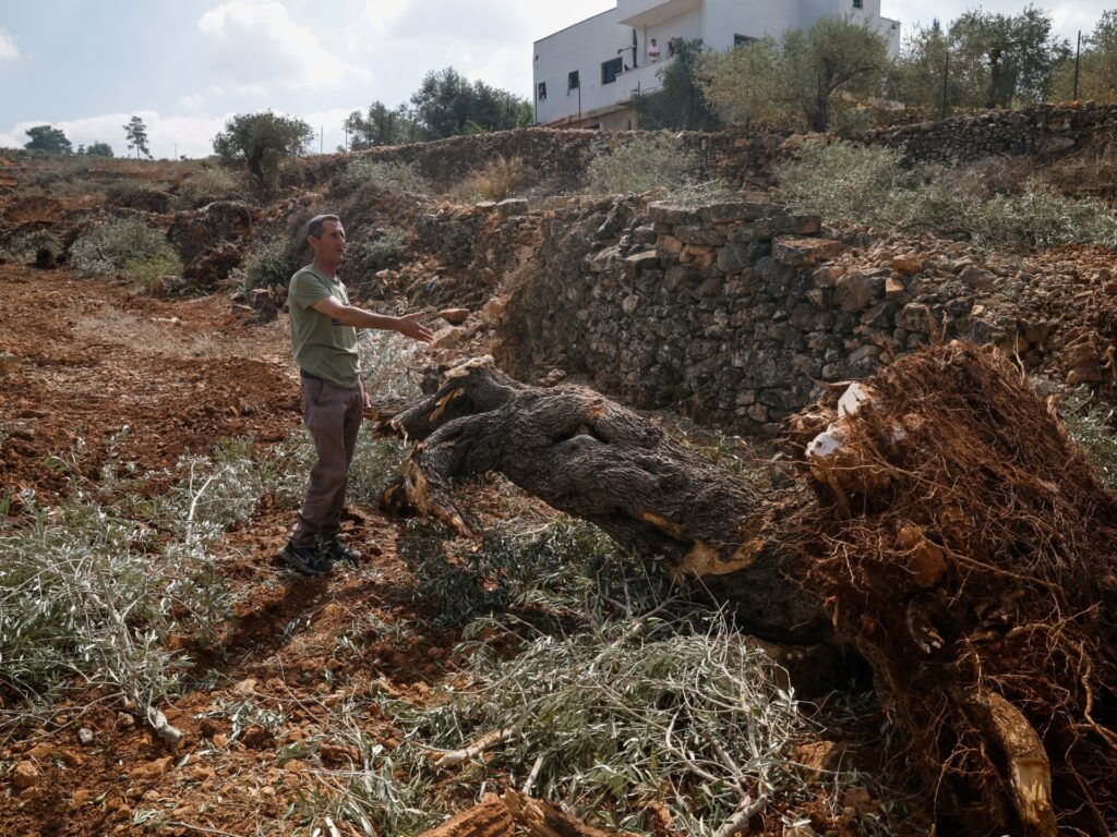 ‘They uprooted it all’: Israel bulldozes Palestinian-owned olive groves | Agriculture News ‘They uprooted it all’: Israel bulldozes Palestinian owned olive groves |