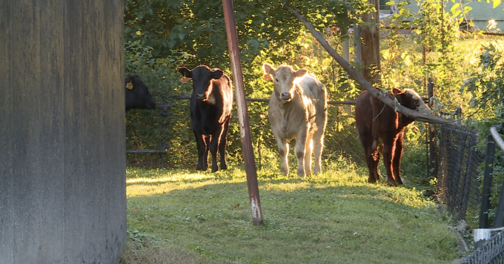 All cattle accounted for after semi-truck crashes, overturns in Kansas City All cattle accounted for after semi truck crashes, overturns in Kansas
