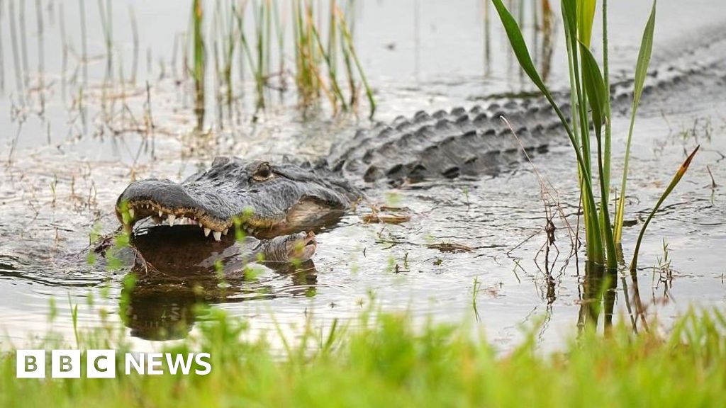 Alligator kills 71-year-old man fishing in Florida – BBC Alligator kills 71 year old man fishing in Florida BBC