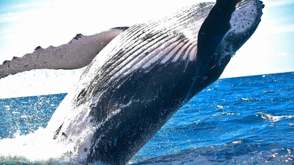 Bitcoin whale that sat through the March 2020 crash moves