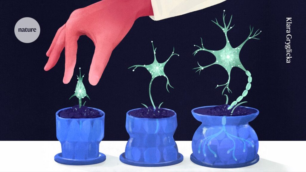 Can your brain grow new neurons? How researchers are solving