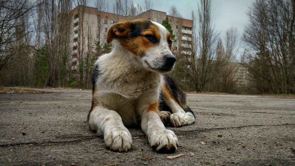 Chernobyl's Dogs Are Genetically Different, And We May Finally Know