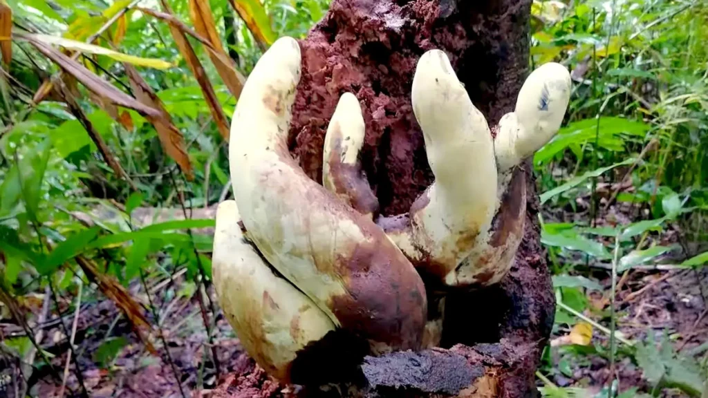 Chinese scientists discover “D rex,” a giant fungus with roots stretching