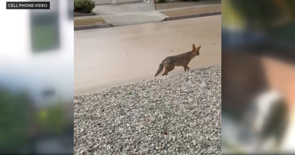 Coyote euthanized after child is injured during interaction in Atwater