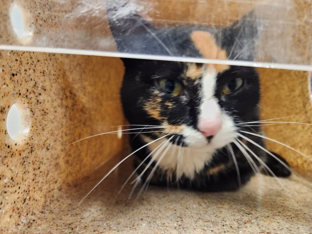 Do you know this feline? ‘Sociable’ cat tests positive for rabies in Prince William County – WTOP News Do you know this feline? ‘Sociable’ cat tests positive for