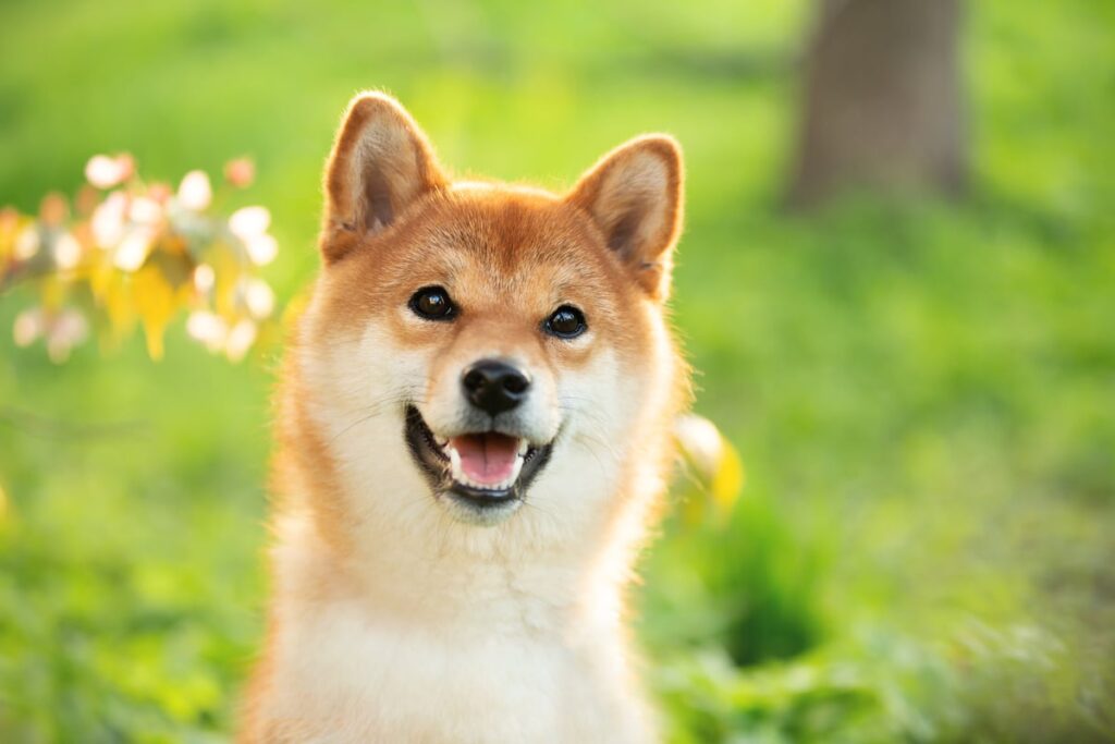 Dogecoin Is Finally Getting Serious About Offering Real Utility to Users. Here’s What That Could Mean for the Price of DOGE. Dogecoin Is Finally Getting Serious About Offering Real Utility to