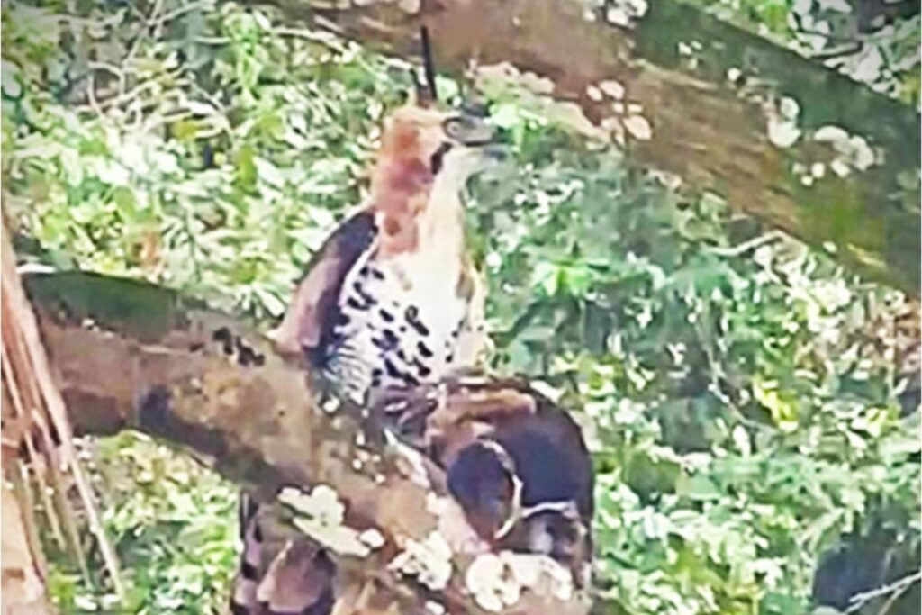Eagle snatches owl and carries it into forest – then