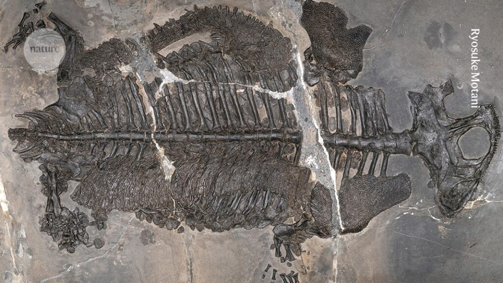 Evolutionary ‘game-changer’: weird armoured amphibian lived in ancient seas Evolutionary ‘game changer’: weird armoured amphibian lived in ancient seas