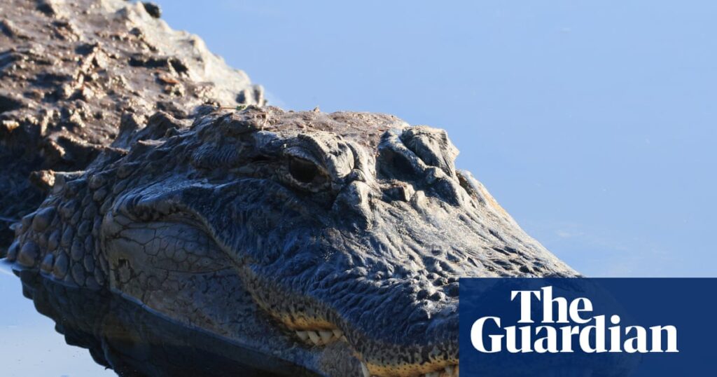 Florida fisher dragged into water and killed by 12ft alligator | Florida Florida fisher dragged into water and killed by 12ft alligator
