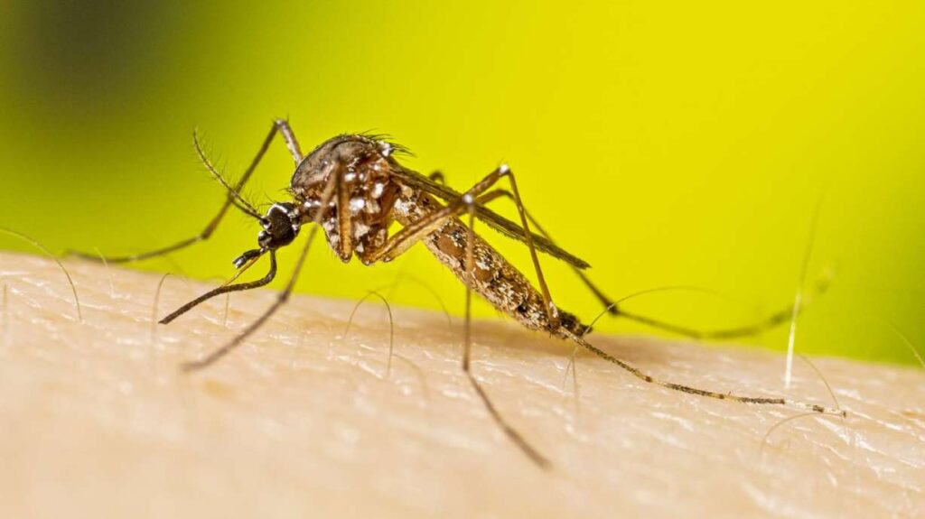 Invasive ‘yellow fever mosquito’ found in Davis County for the first time Invasive 'yellow fever mosquito' found in Davis County for the
