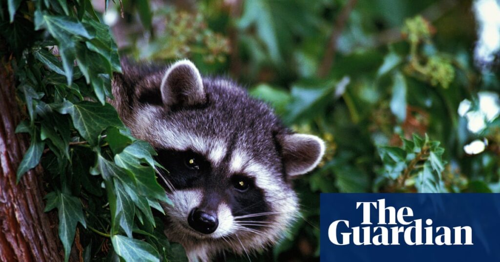 LA officials document first case of a rabid raccoon in