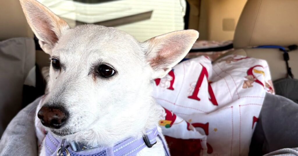 Luna, dog missing for more than a month in Yellowstone,