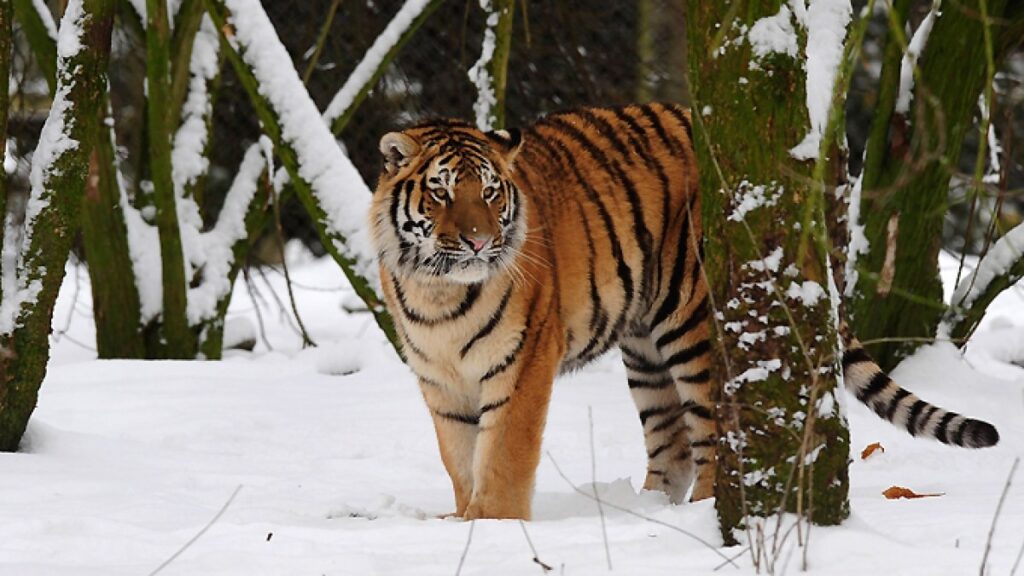 Man dies after entering tiger enclosure at England wildlife park | Wildlife News Man dies after entering tiger enclosure at England wildlife park