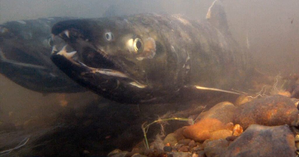 Opinion: Something is rotten in fisheries decision-making, and it’s not the Board of Fish Opinion: Something is rotten in fisheries decision making, and it’s not