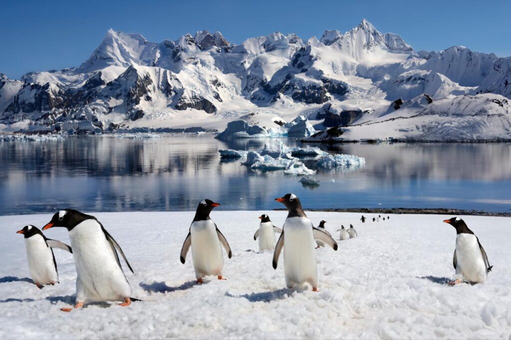 Penguin poop could be accelerating Antarctic decline: Study