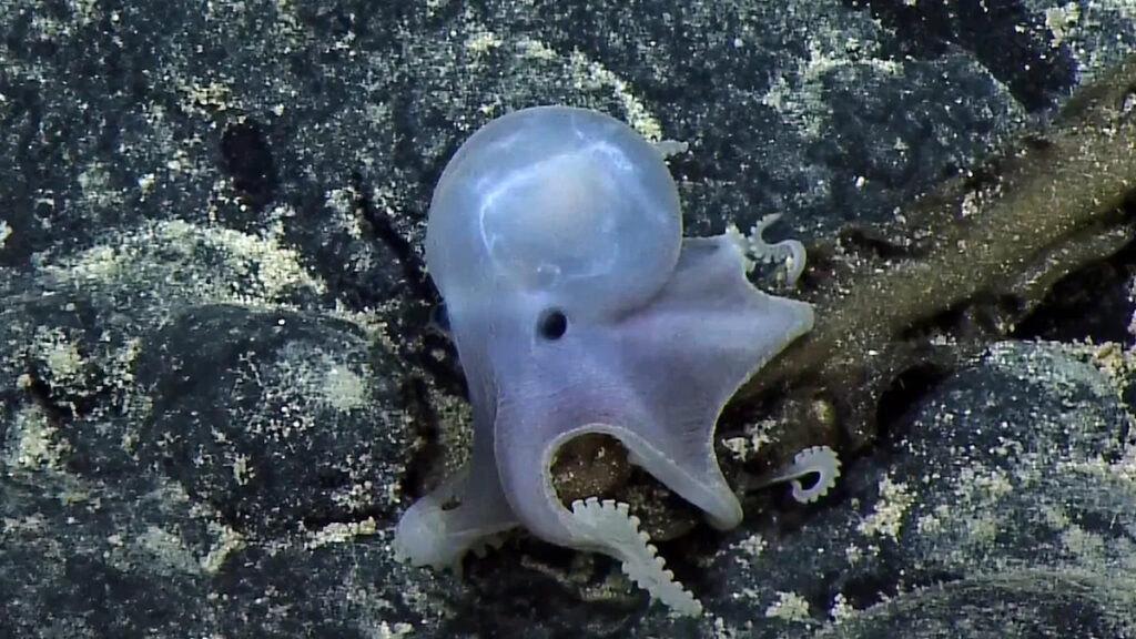 Scientists may have found a clue to why octopuses are