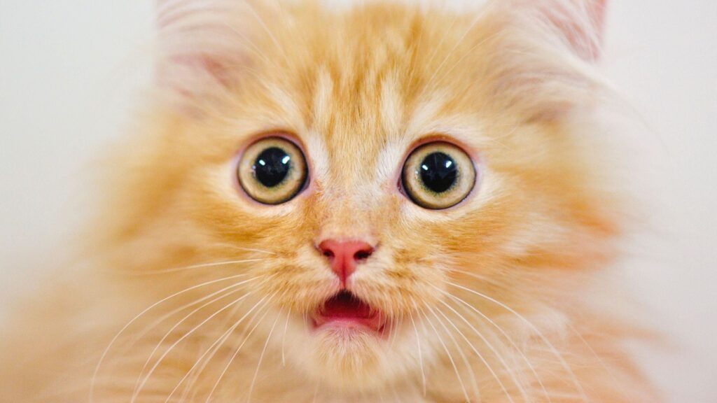 Secret of Orange Cats Finally Revealed After 60 Year Search :