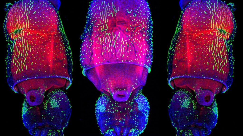 Squid Are Even More Alien Like Than We Thought, With an