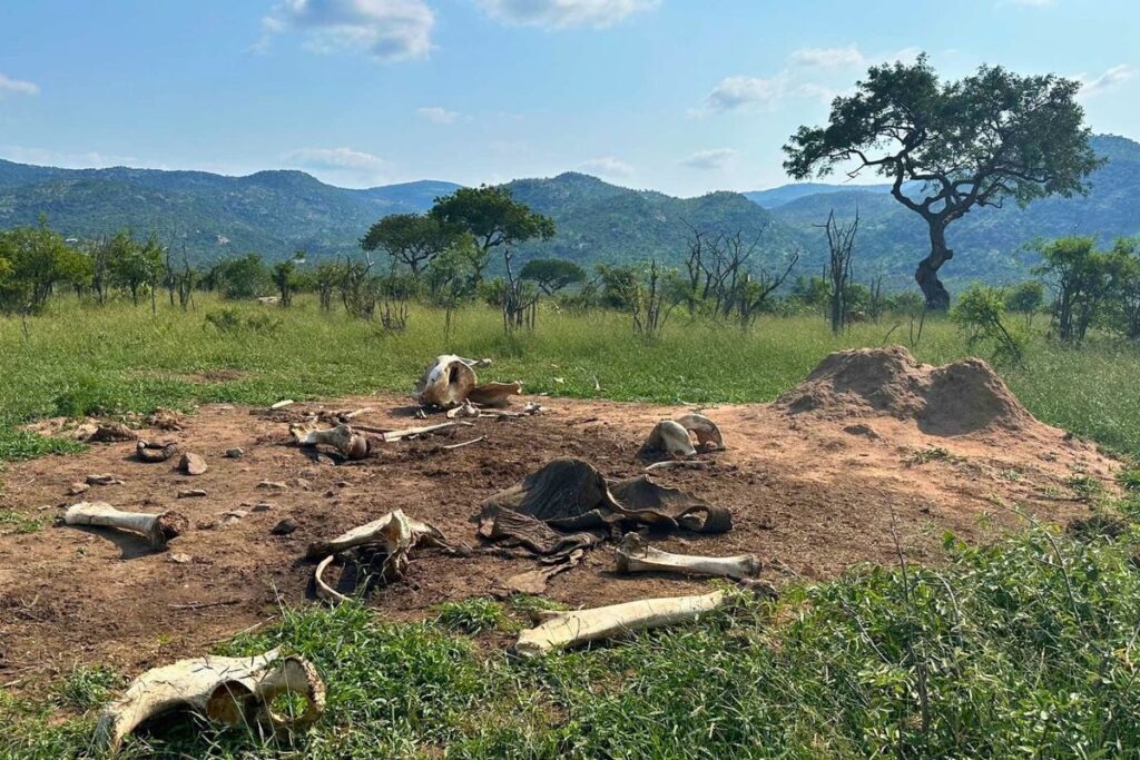 “That’s just insane.” Elephant dies in South Africa – and scientists are stunned at what happens next “That's just insane.” Elephant dies in South Africa – and