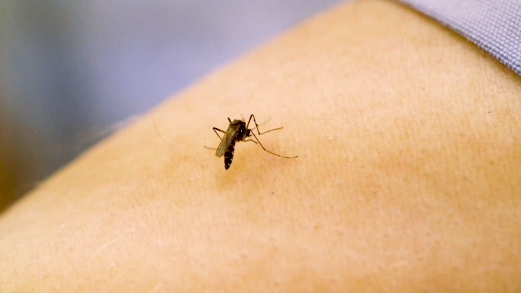 Two North Carolinians dead from West Nile Virus :: WRAL.com
