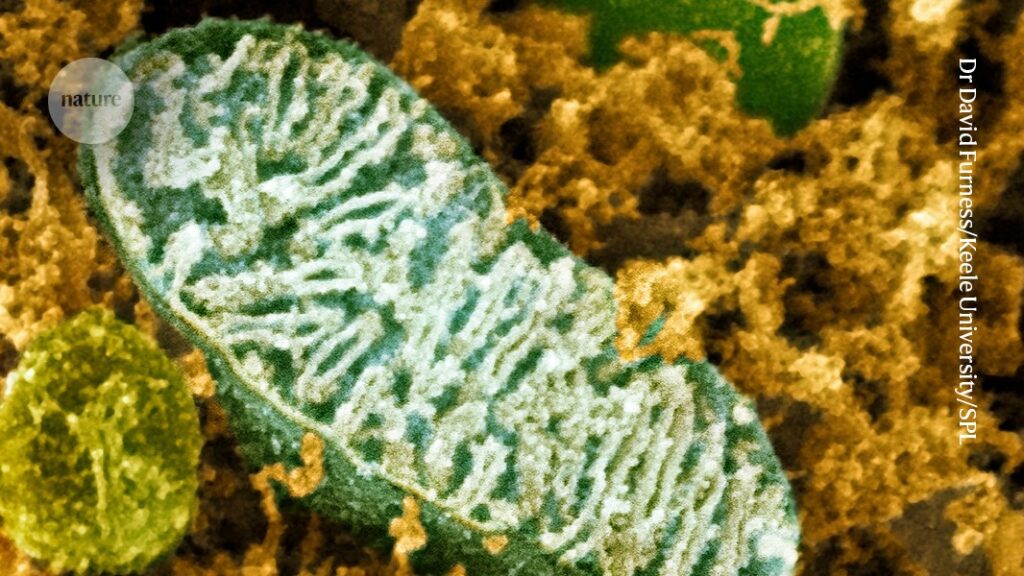 Unprecedented atlas explores mitochondria across the tree of life Unprecedented atlas explores mitochondria across the tree of life